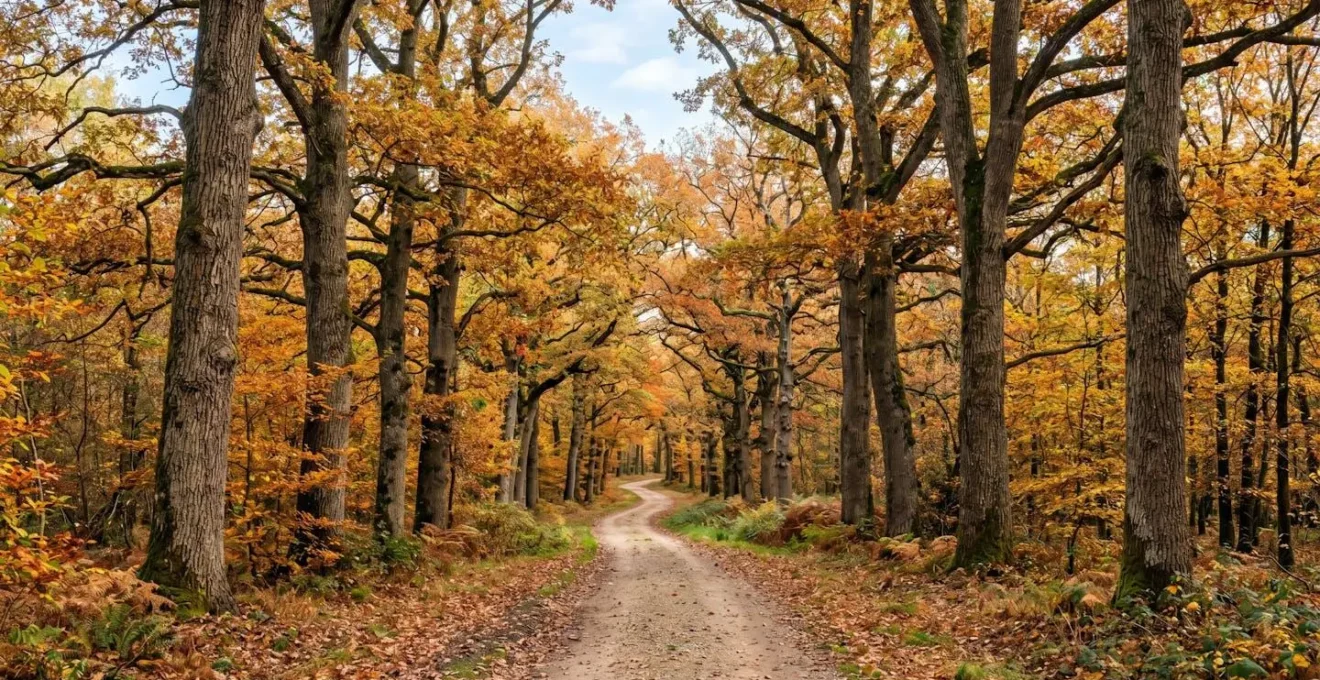 Vue large d'une allée forestière française vide bordée de chênes adultes, lumière naturelle abondante d'automne, perspective en profondeur, ambiance contemporaine nette et réaliste